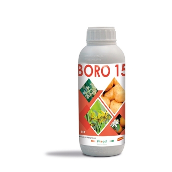BORO 15