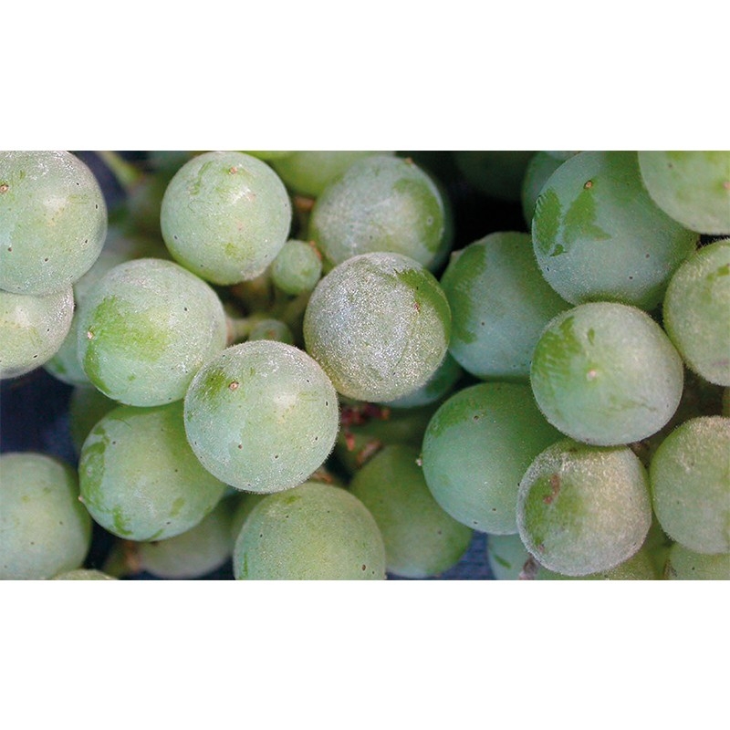 THIOPHANATE M THIOPHANATE M