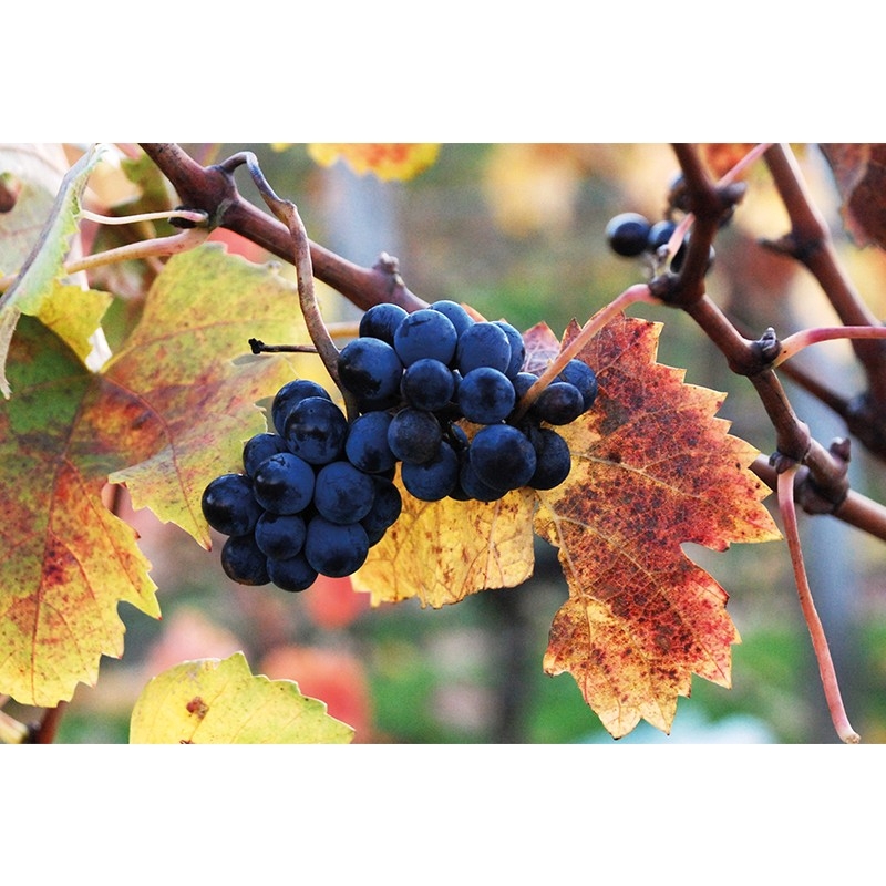 THIOPHANATE M THIOPHANATE M