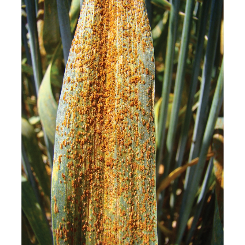 WINTER 41 EC WINTER 41 EC