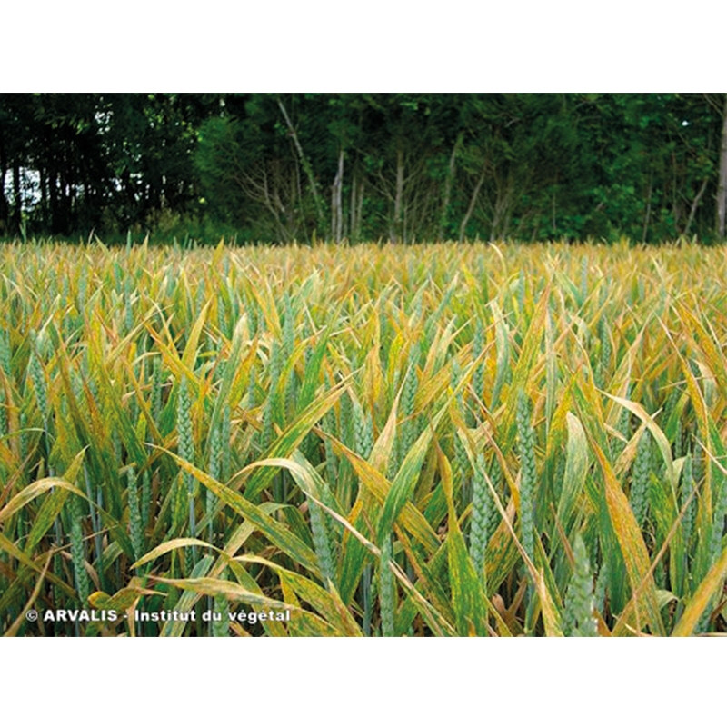 WINTER 41 EC WINTER 41 EC