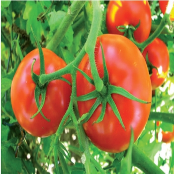 AGRIPHOS 85 2